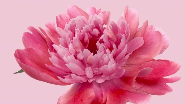 Beautiful pink Peony flower opening on white background. Wedding backdrop, Valentine's Day concept. Mother's day, Holiday, Love, birthday Viva magenta color