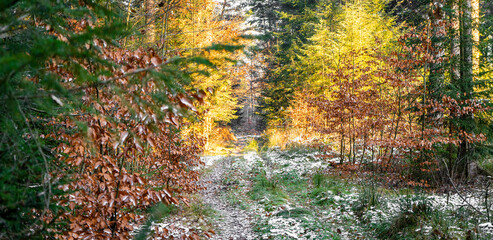 Ein Waldweg, bedeckt mit leichtem Schnee und Herbstlaub, umgeben von Fichten und leuchtenden,...