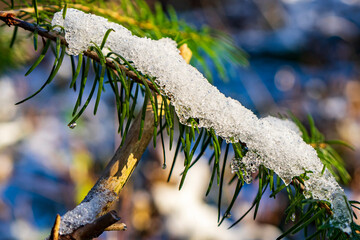 Tannenzweig mit Schnee und Eis bedeckt