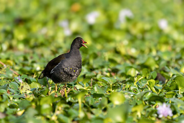 Close-up of a sitting / standing common moorhen with green backgorund