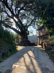 old house in the park