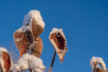 Winter auf dem Rußberg bei Tuttlingen