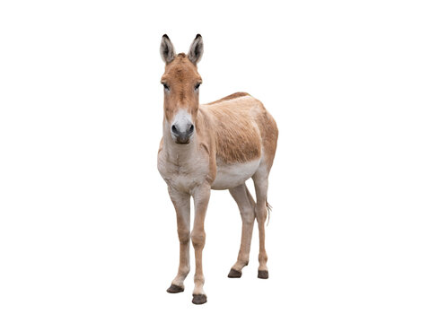 donkey (eguus hemionus) isolated on white background
