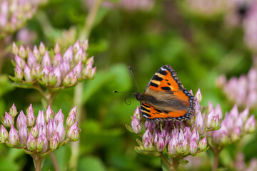 Close-up of a small tortoiseshell (Aglais urticae) sitting on pink flowers and feeding