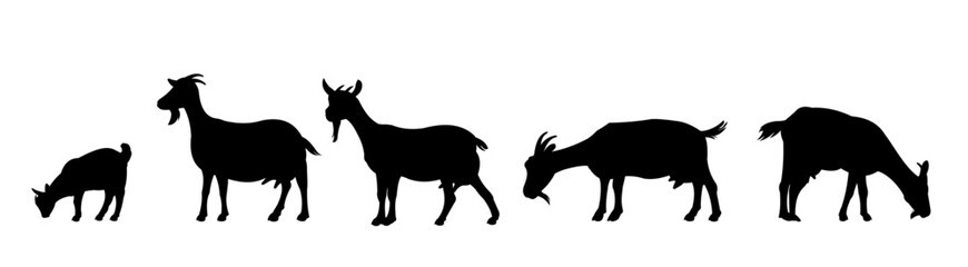 Set of Goats grazing on pasture. Picture silhouette. Farm pets. Animals for milk and dairy products. Isolated on white background. Vector