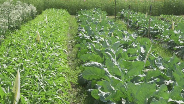 water spinach and chinese kale growing in organic vegetable farm field. Agriculture and farming