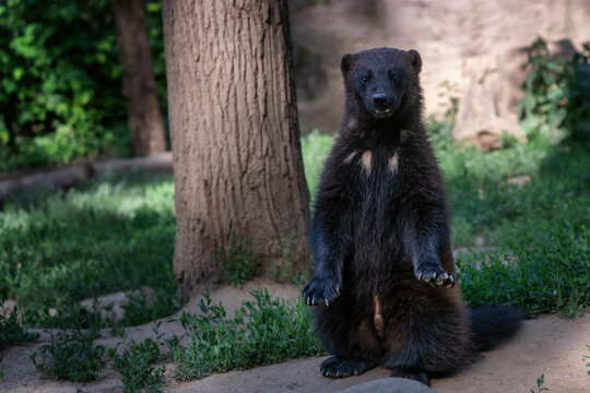 Siberian wolverine (Gulo Gulo) sitting in nature