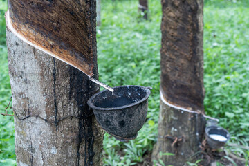 Close up - Tapping rubber - Rubber plantation Background