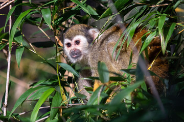 Obraz premium Common squirrel monkey (Saimiri sciureus) on tree in the nature.