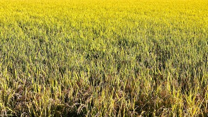 黄金色した収穫前の麦畑