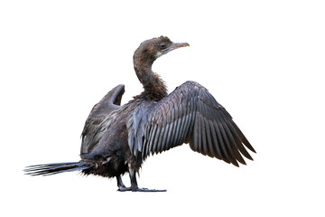 Cormorant spreading its wings isolated on transparent background png file