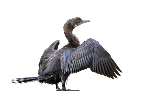 Cormorant spreading its wings isolated on transparent background png file