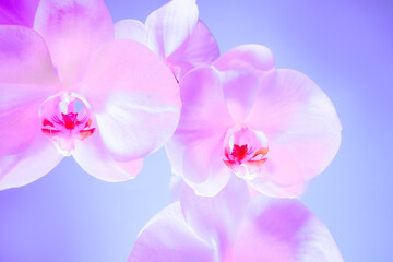 Obraz na płótnie Canvas Floral background of tropical orchids. Close up orchids in soft mixed pastel color style. Pink and purple palette. Selective focus, copy space.