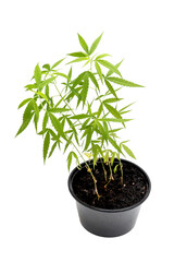 cannabis growth and Tree plant White background