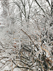 branches covered with ice in the winter outside