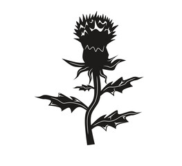 Milk Thistle flower icon in silhouette isolated on white background. Superfood thistle medical herb. Vector flat illustration. Design for card, pattern, textile, flyer