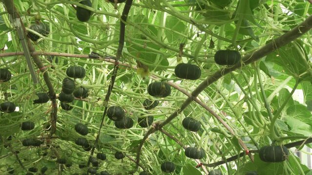 green pumpkin squash growing in greenhouse in farm field. Agriculture and farming