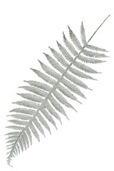 Silver branch. Christmas decorative floral background. Isolate on white.