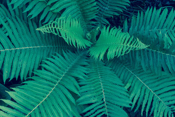 Background from fern bush, top view. Green leaves of fern plant for branding, calendar, post, screensaver, wallpaper, poster, postcard, banner, cover, website. High quality photo