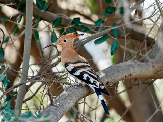 Common Hoopoe in a natural environment. Upupa epops © Macronatura.es