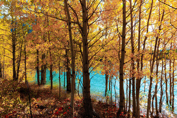 Golden birch grove flooded