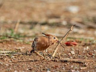 Common Hoopoe in a natural environment. Upupa epops © Macronatura.es