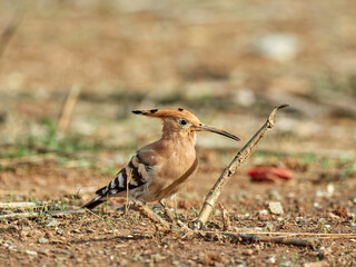 Common Hoopoe in a natural environment. Upupa epops
