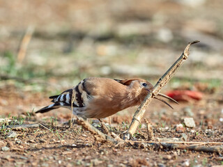 Common Hoopoe in a natural environment. Upupa epops © Macronatura.es