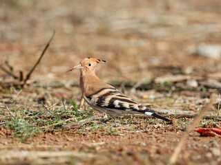Common Hoopoe in a natural environment. Upupa epops