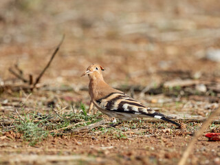 Common Hoopoe in a natural environment. Upupa epops © Macronatura.es