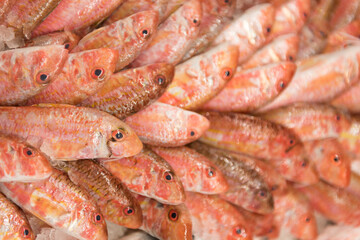 Close-up barbatus fish on the market place