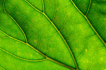 Fototapeta na wymiar Textured green leaf background with light behind, leaf texture, macro photography.