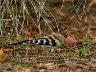 Common Hoopoe in a natural environment. Upupa epops © Macronatura.es