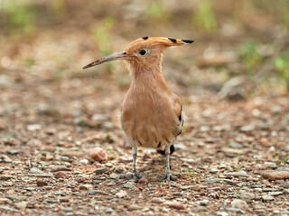 Common Hoopoe in a natural environment. Upupa epops © Macronatura.es