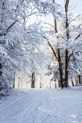 New Year's morning in the forest