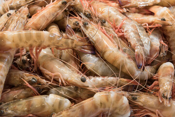 Close-up shrimp on the market place