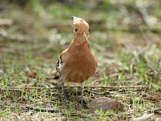 Common Hoopoe in a natural environment. Upupa epops