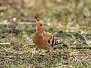 Common Hoopoe in a natural environment. Upupa epops