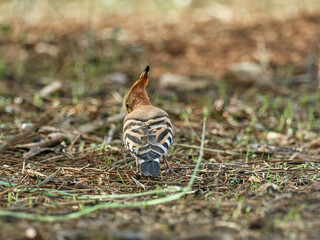 Common Hoopoe in a natural environment. Upupa epops © Macronatura.es