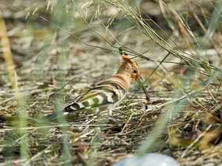 Common Hoopoe in a natural environment. Upupa epops