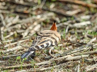 Common Hoopoe in a natural environment. Upupa epops © Macronatura.es