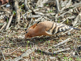Common Hoopoe in a natural environment. Upupa epops © Macronatura.es