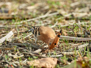 Common Hoopoe in a natural environment. Upupa epops © Macronatura.es