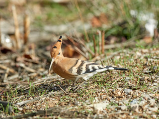 Common Hoopoe in a natural environment. Upupa epops
