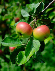 green ripe apple on a branch in the garden