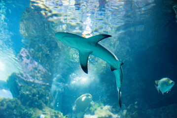 Shark floating in the sea, underwater sea life