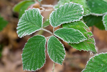rubus leaves with hoarfrost closeup selective focus
