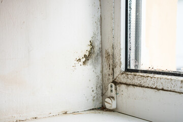 Mold and fungus on the wall and white window
