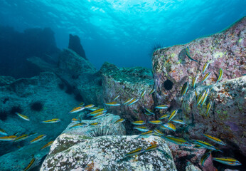 Fish patrolling the reef in the  Northern Atlantic Ocean on the coast of the island Tenerife, one of the Canary Islands