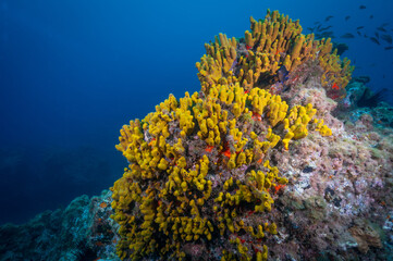 Fototapeta na wymiar Yellow sponges in the Northern Atlantic Ocean on the coast of the island Tenerife, one of the Canary Islands